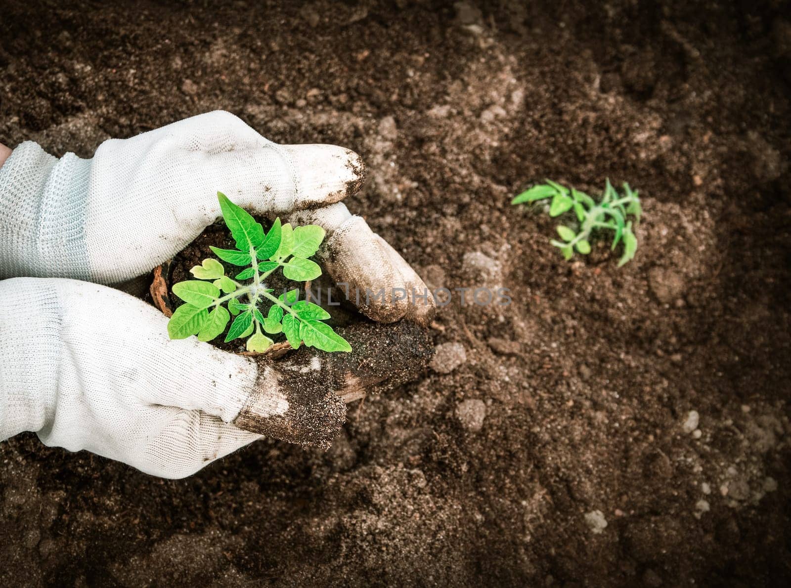 Hands putting tomato seedling into the soil