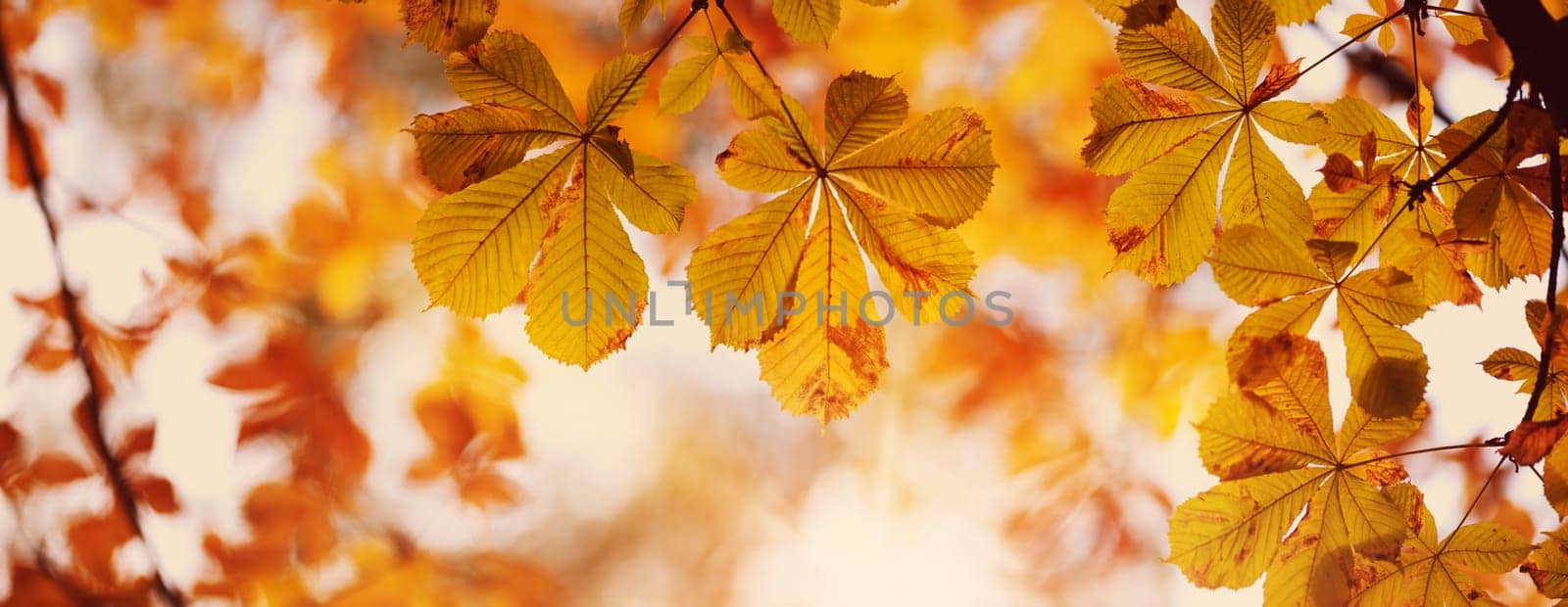 yellow chestnut leaves in autumn with beautiful sunlight. Autumnal foliage with blurry background