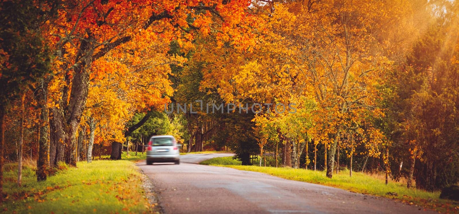 old asphalt road with beautiful trees on the sides in autumn