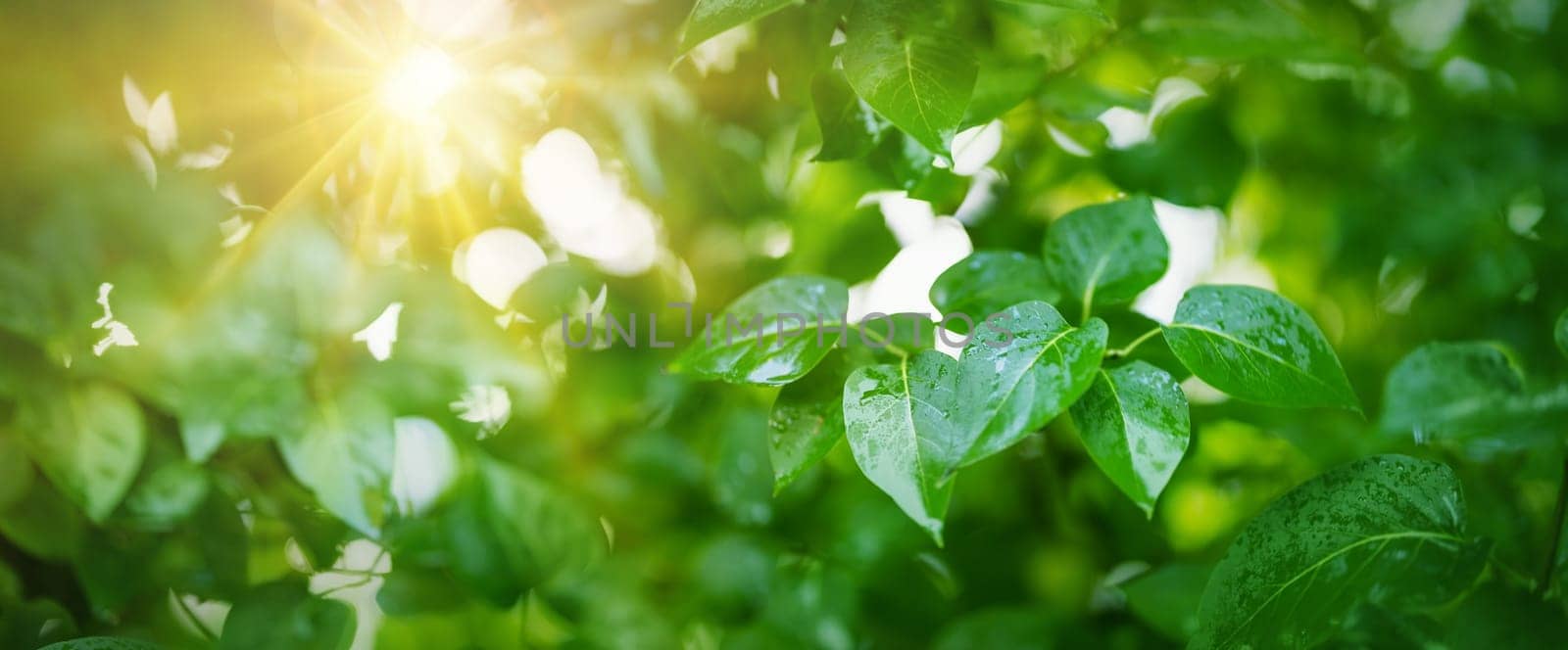 New leaves on green spring background. Fresh foliage in the forest in nature with water drops