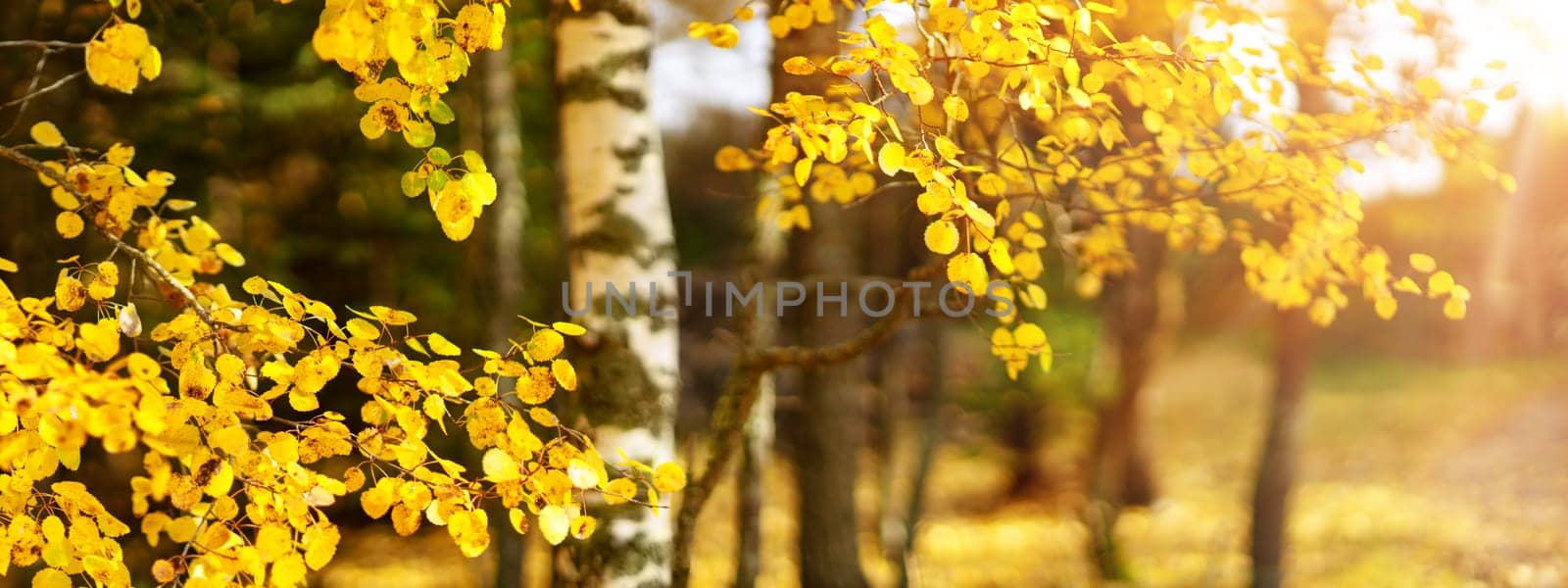 trees with multicolored leaves on the grass in the park. birch foliage in sunny autumn. Sunlight in early morning in forest