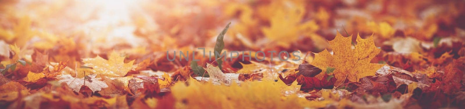 multicolored leaves on the grass in the park. Maple foliage in sunny autumn. Sunlight in early morning in forest