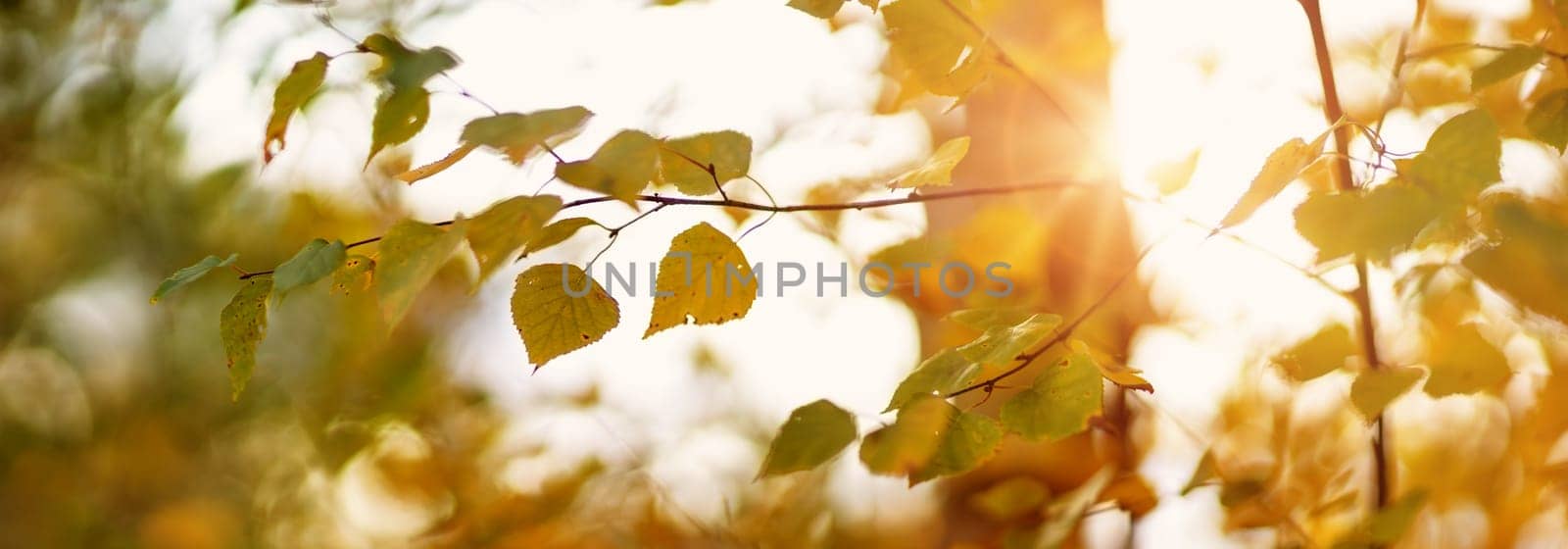 trees with multicolored leaves on the grass in the park. birch foliage in sunny autumn. Sunlight in early morning in forest