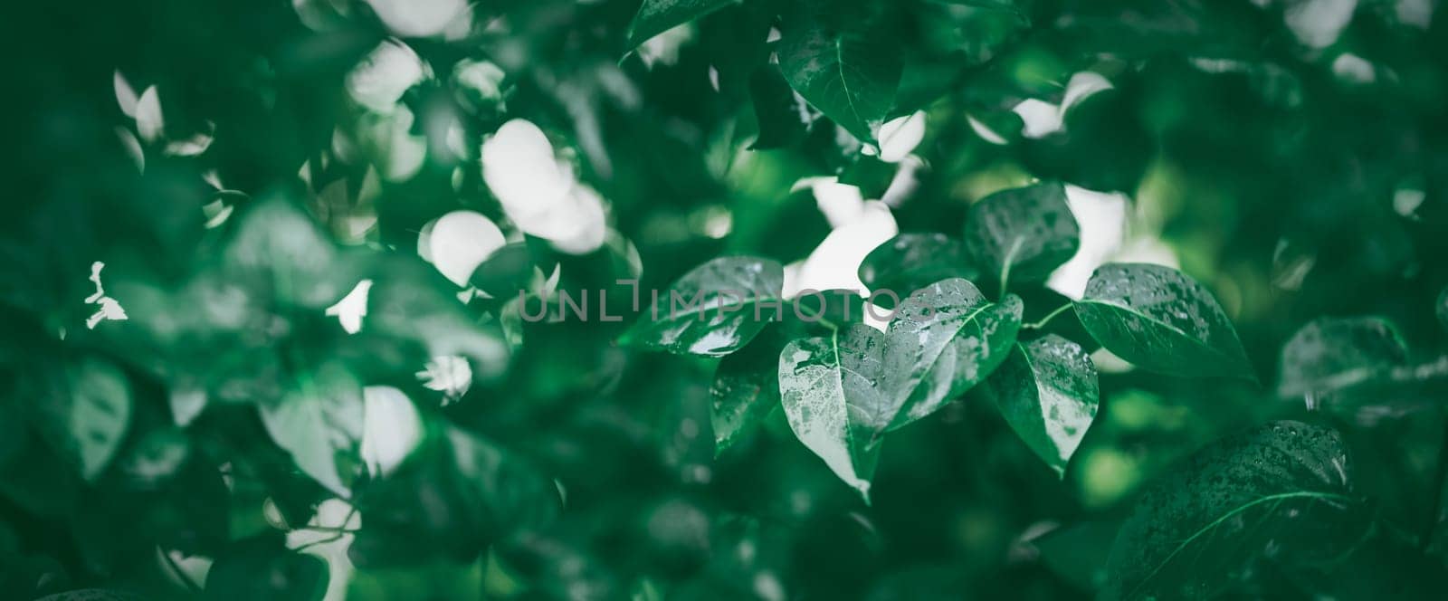 New leaves on green spring background. Fresh foliage in the forest in nature with water drops