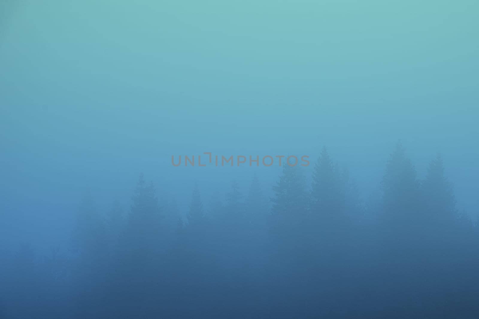 misty landscape with fir forest trees covered in blue fog