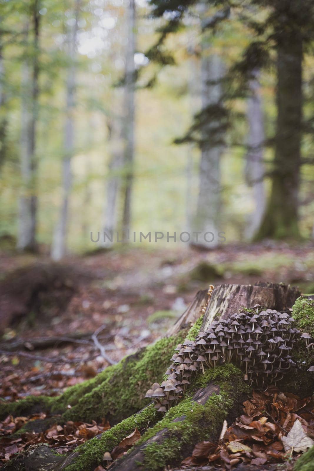 closeup of bunch of many small wild forest mushrooms growing on a tree trunk covered in green moss