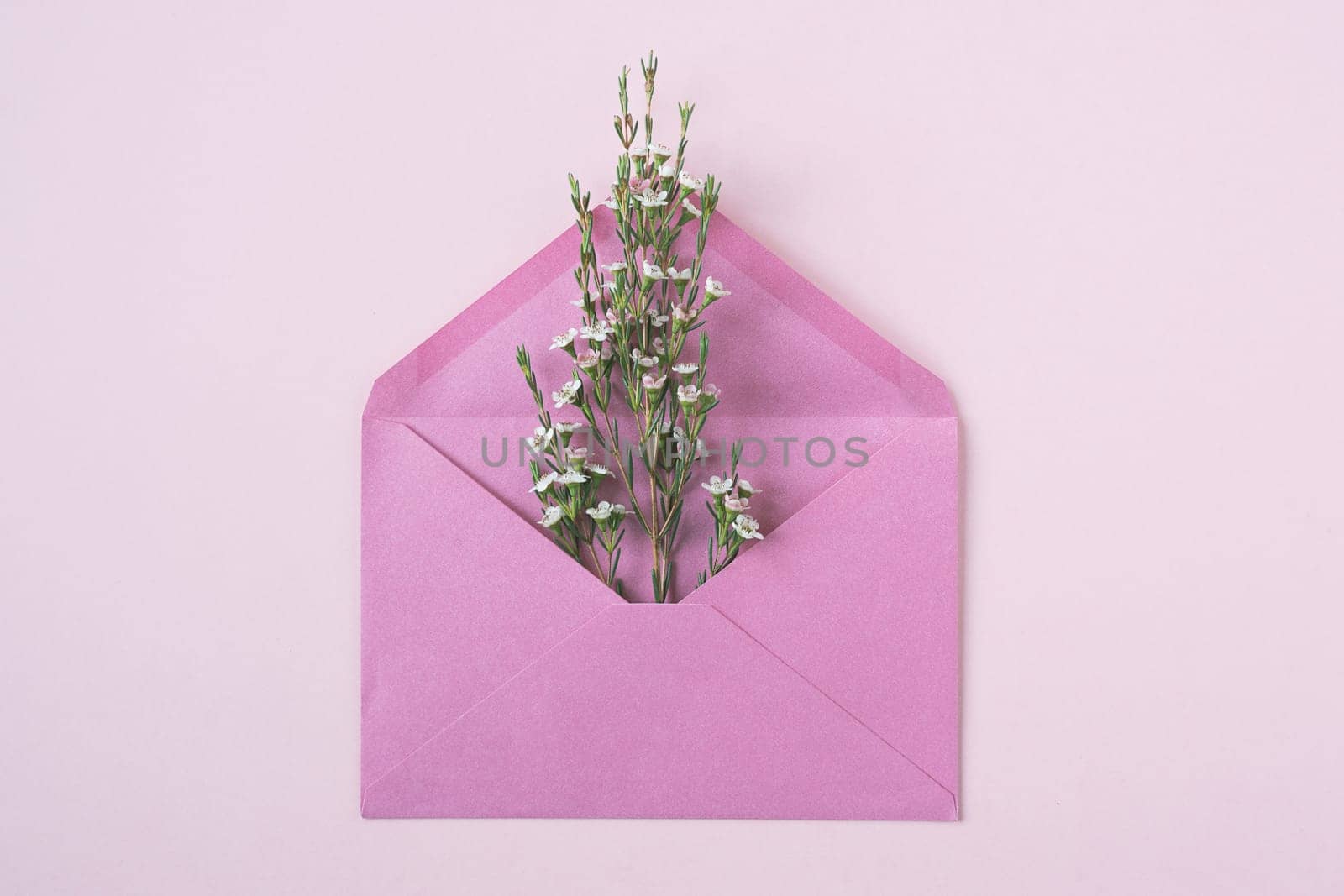 top view closeup of white delicate flowers in bloom bursting out of an open vintage pink paper envelope on beige background