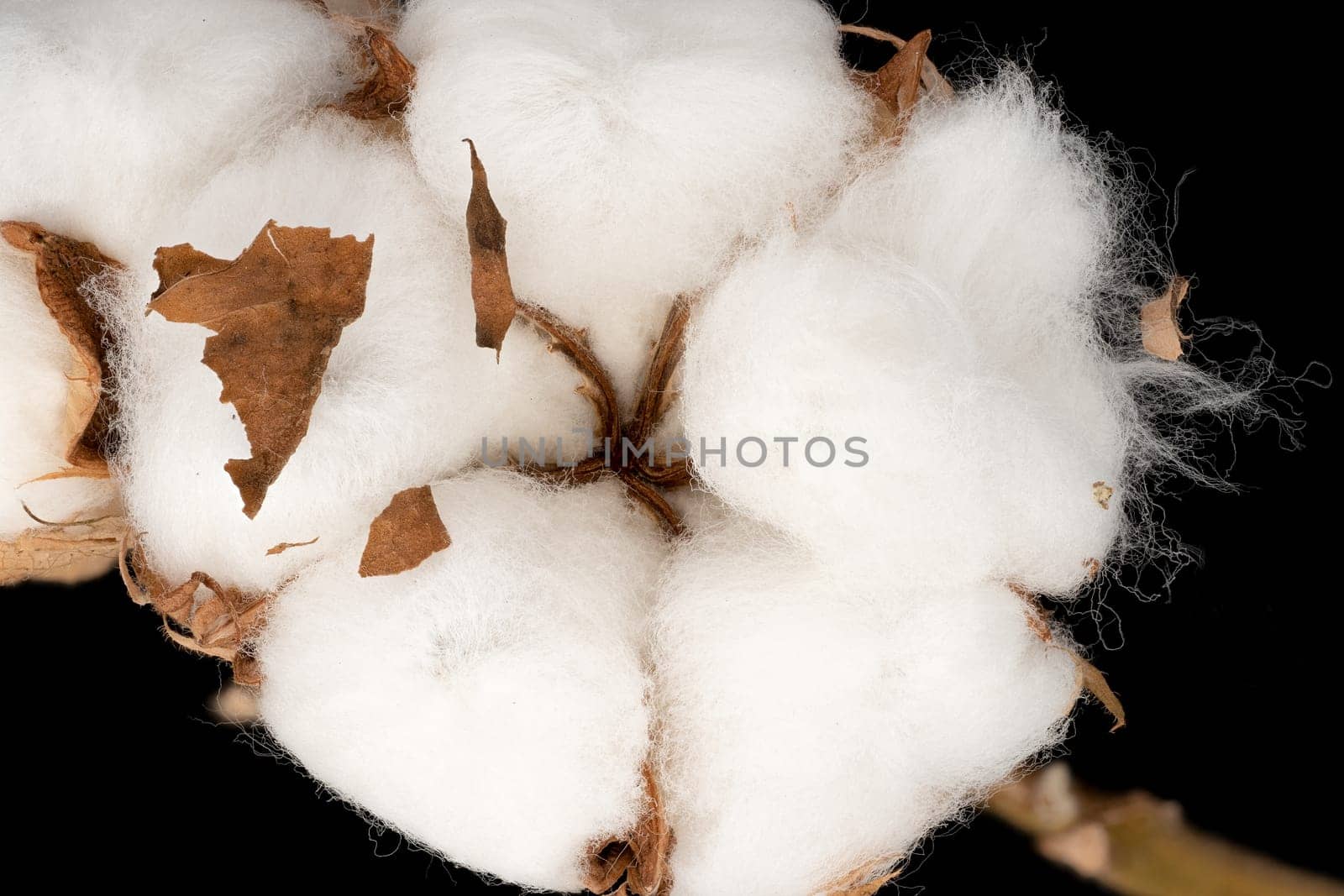 Cotton Plant, close up of white fluffe flower head with black background