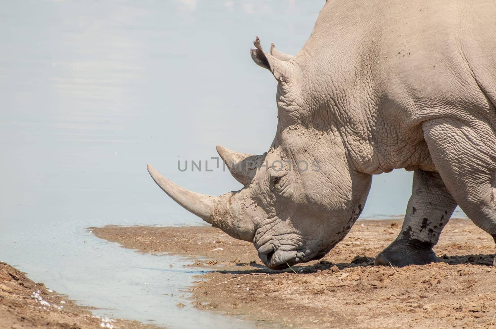 A White Rhinoceros approaches the water at Lake Nakuru, to go and quinch heer thirst.