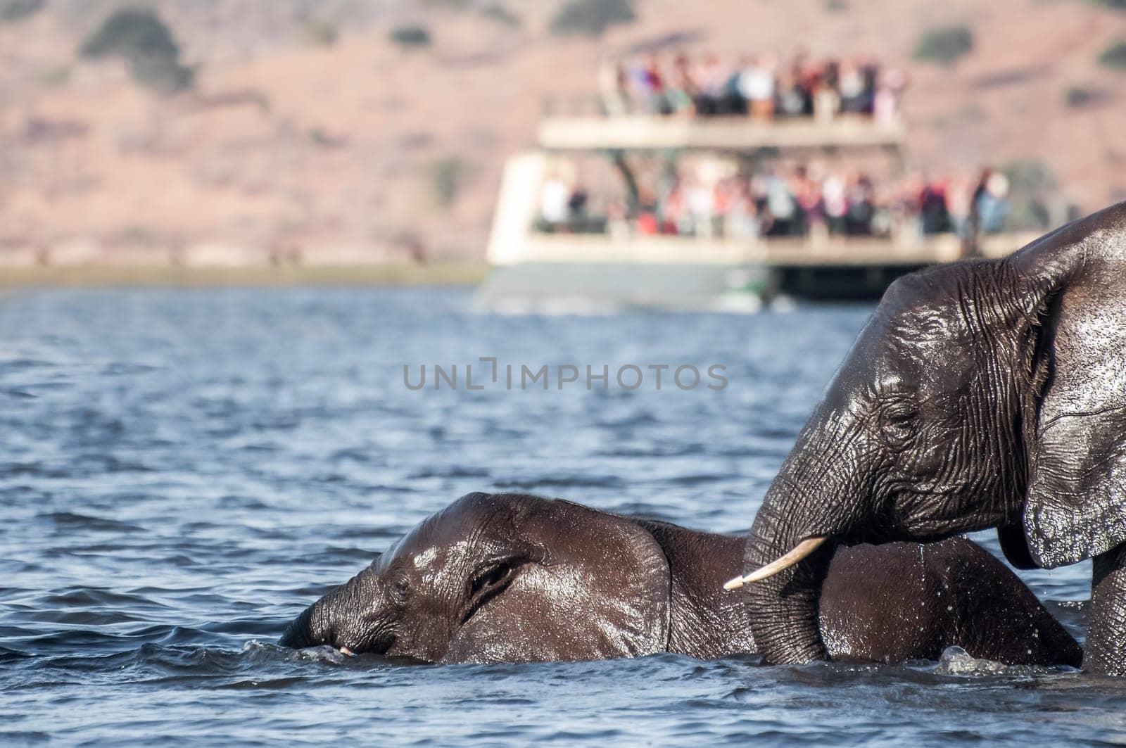A female elephant and a young elepahnt crossing the Chobe River while a boat of tourists watch.