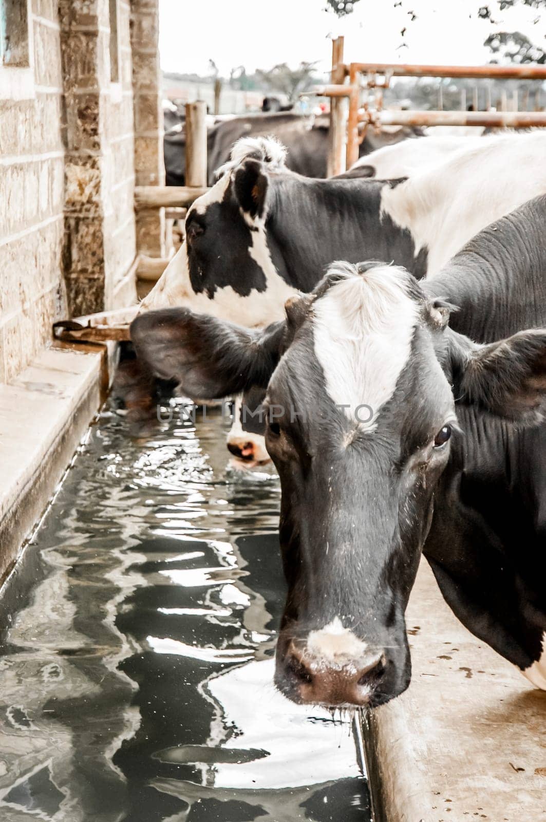 Cattle stand at a drinking trough next to the stables, some are drinking water while one looks towards the viewer.