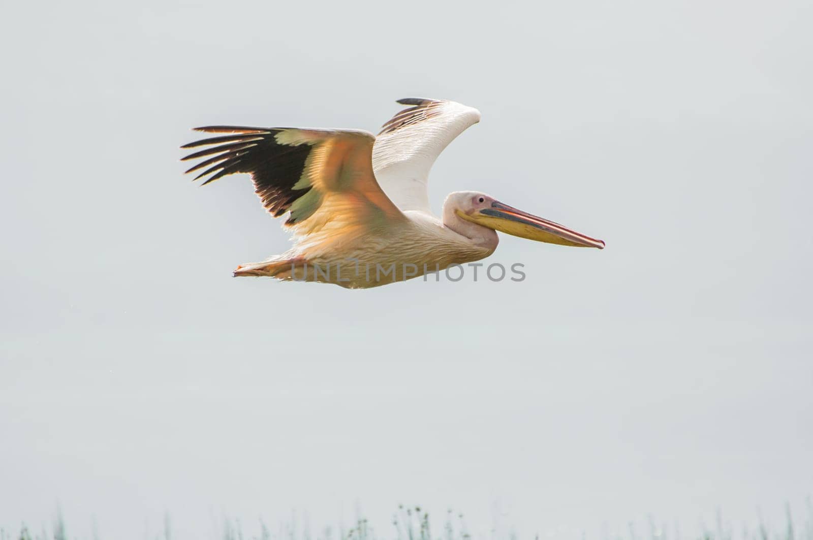 A pelican flying over Lake Nakuru in Kenya.