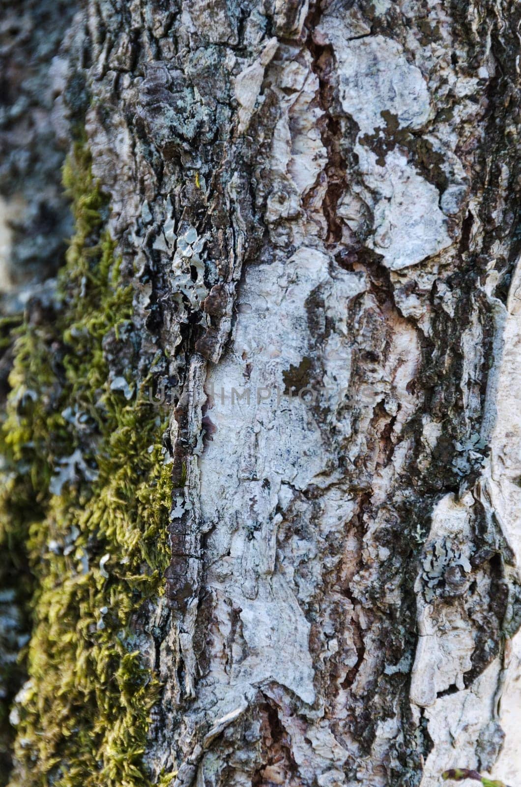one tree stamm  one a closeup picture beutiful very beutiful