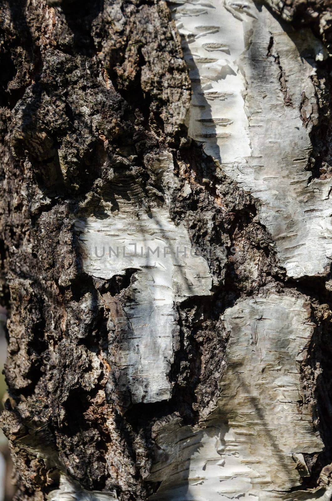 one tree stamm  one a closeup picture beutiful very beutiful