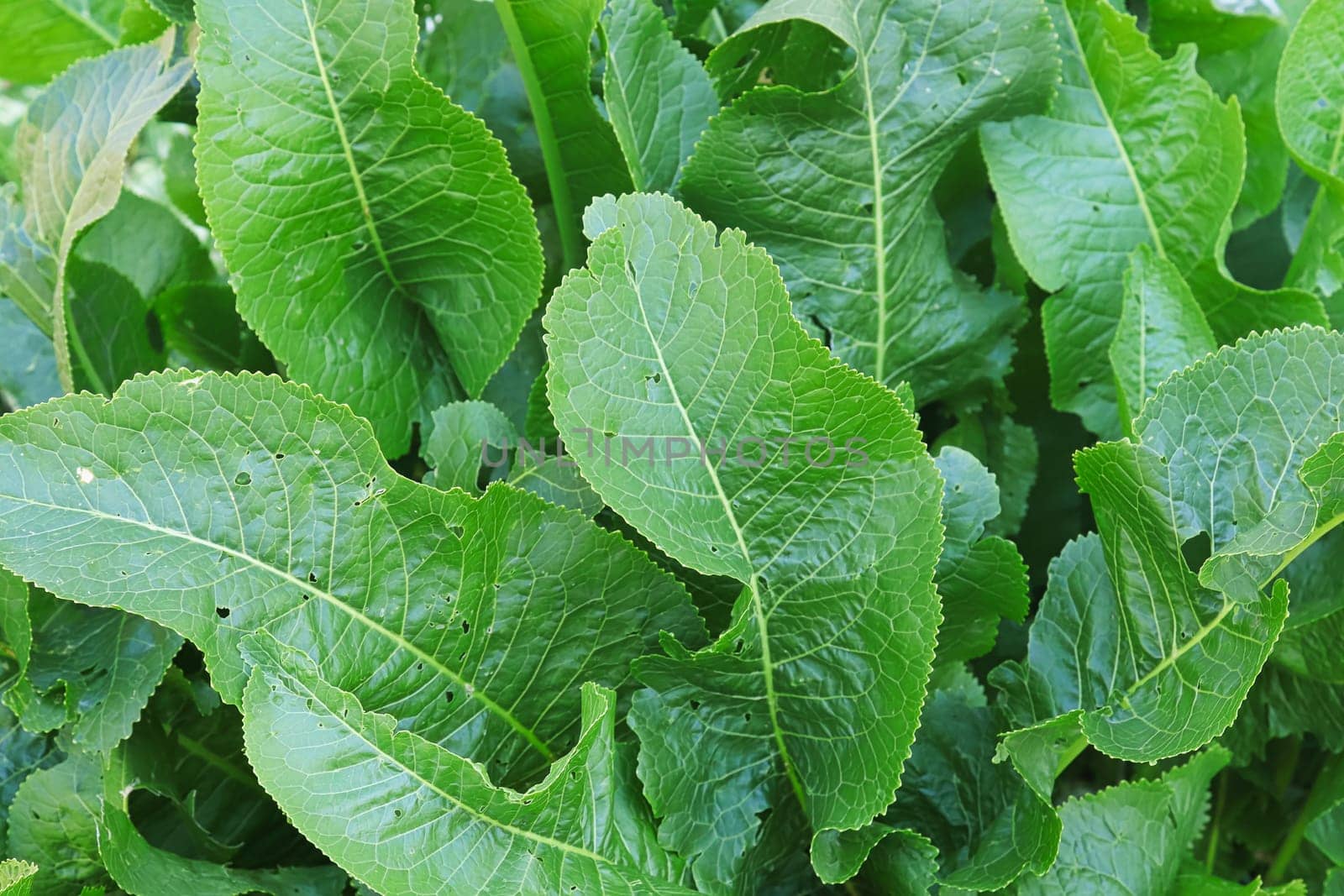 Tall green leaves of the horseradish plant growing.