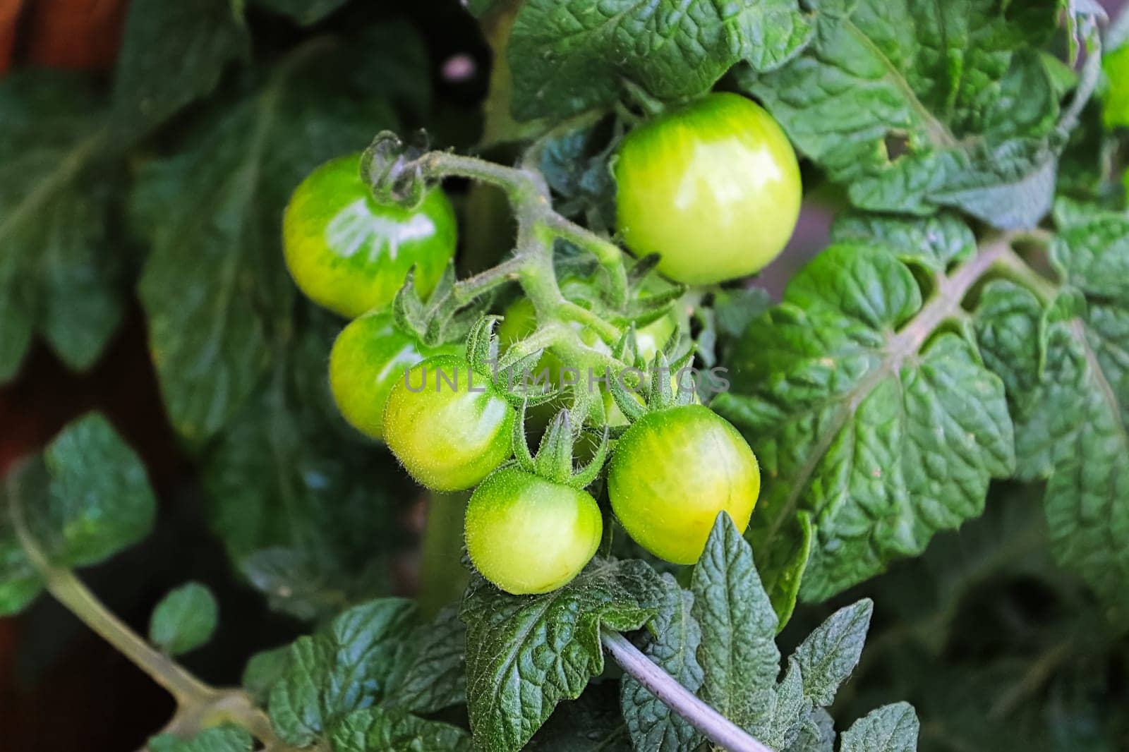 Closeup of small green tomatoes growing on a vine.