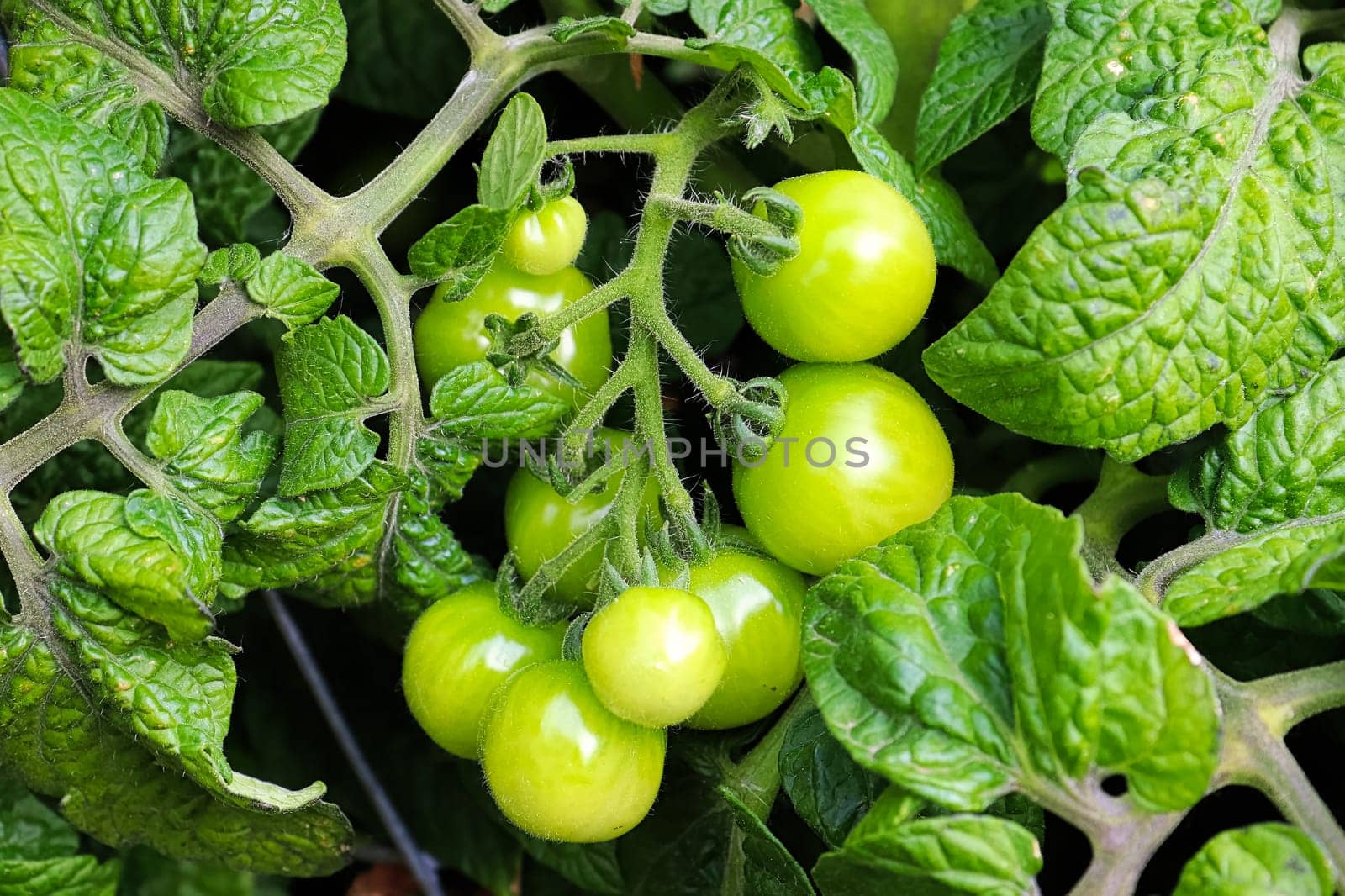 Closeup of small green tomatoes growing on a vine.