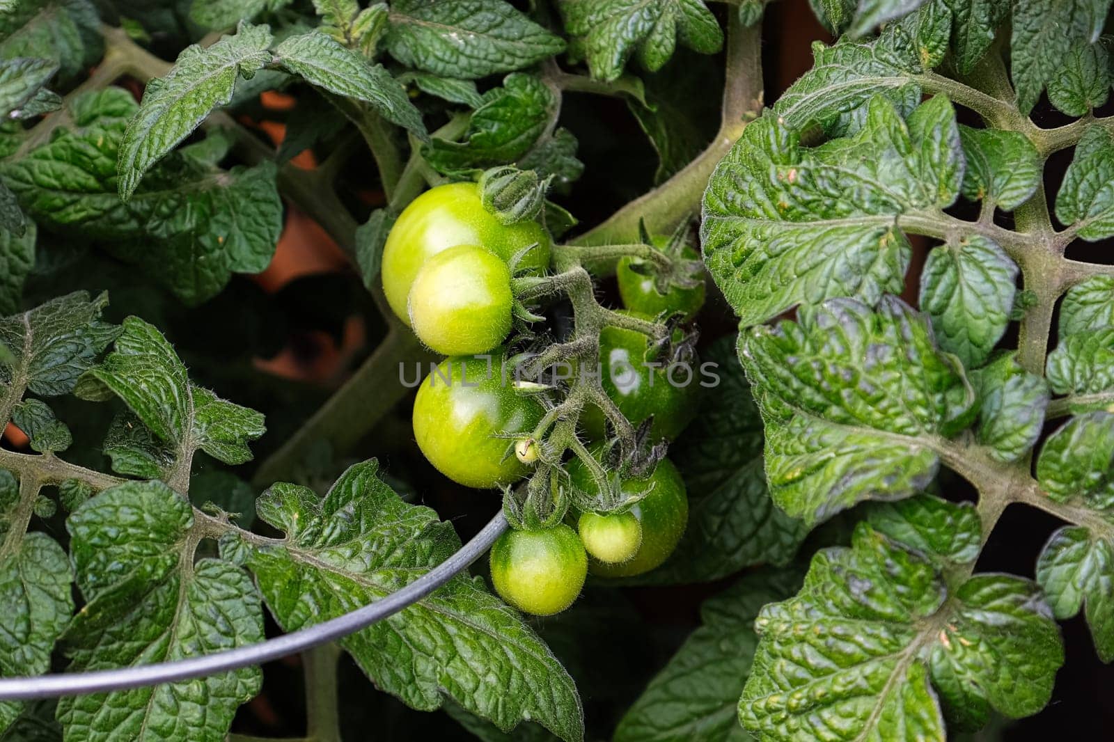 Closeup of small green tomatoes growing on a vine.