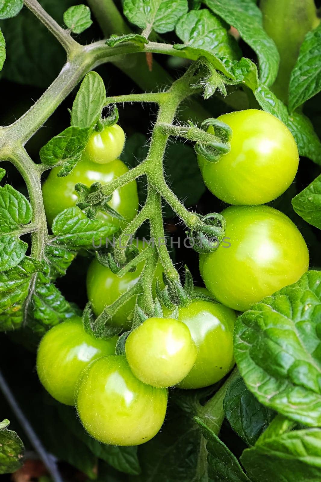 Macro view of small green tomatoes growing on a vine.