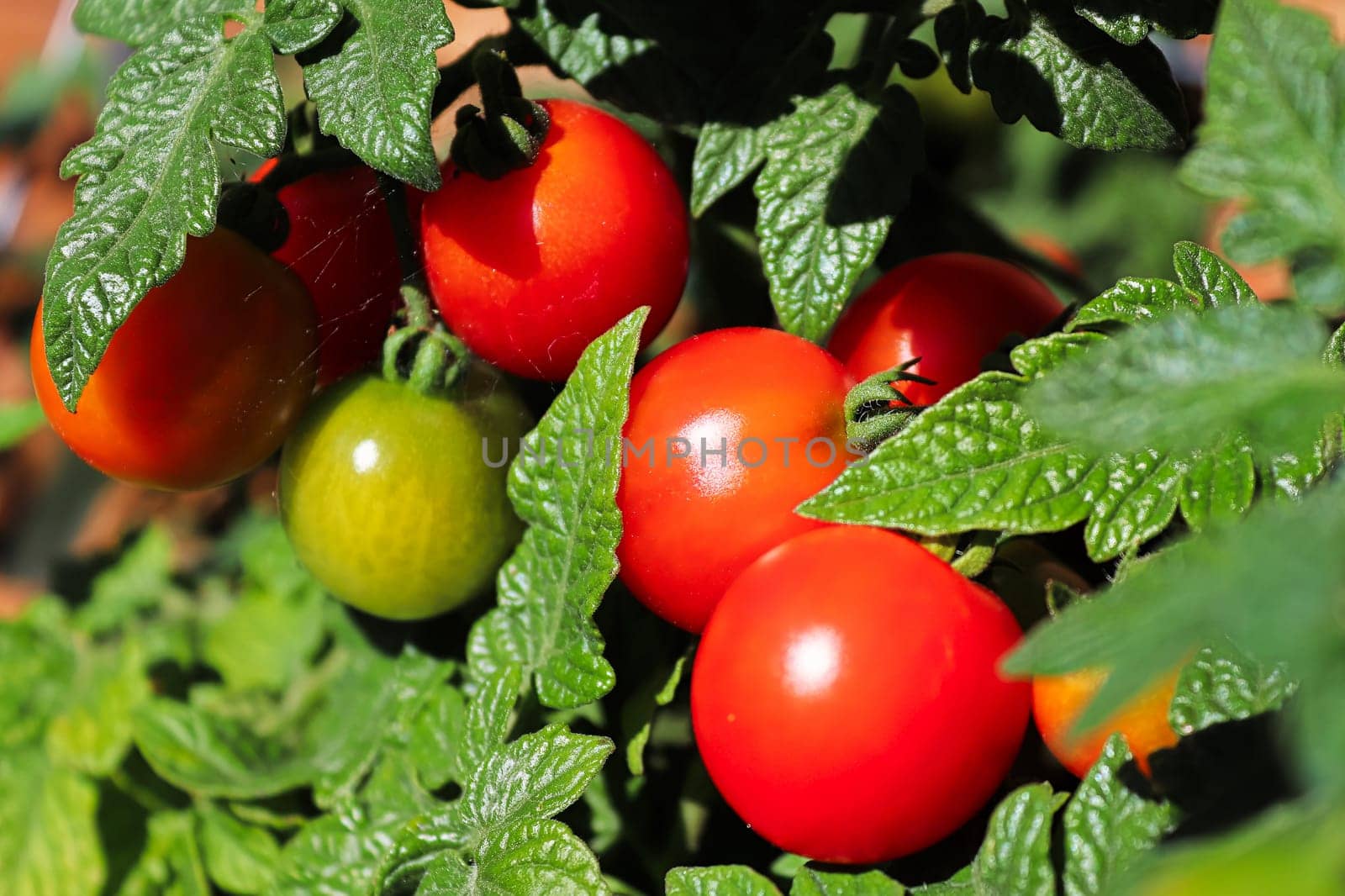 Closeup of a cluster of red tomatoes in between leaves.