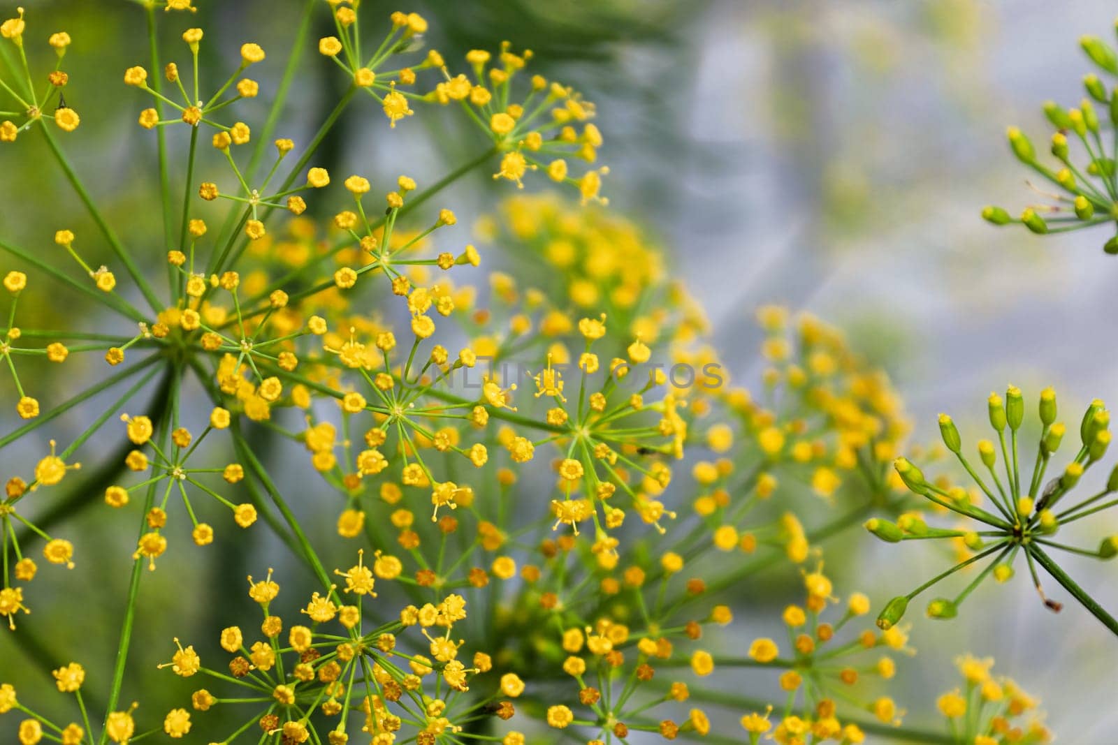 Closeup of dill inflorescence on a grey background.