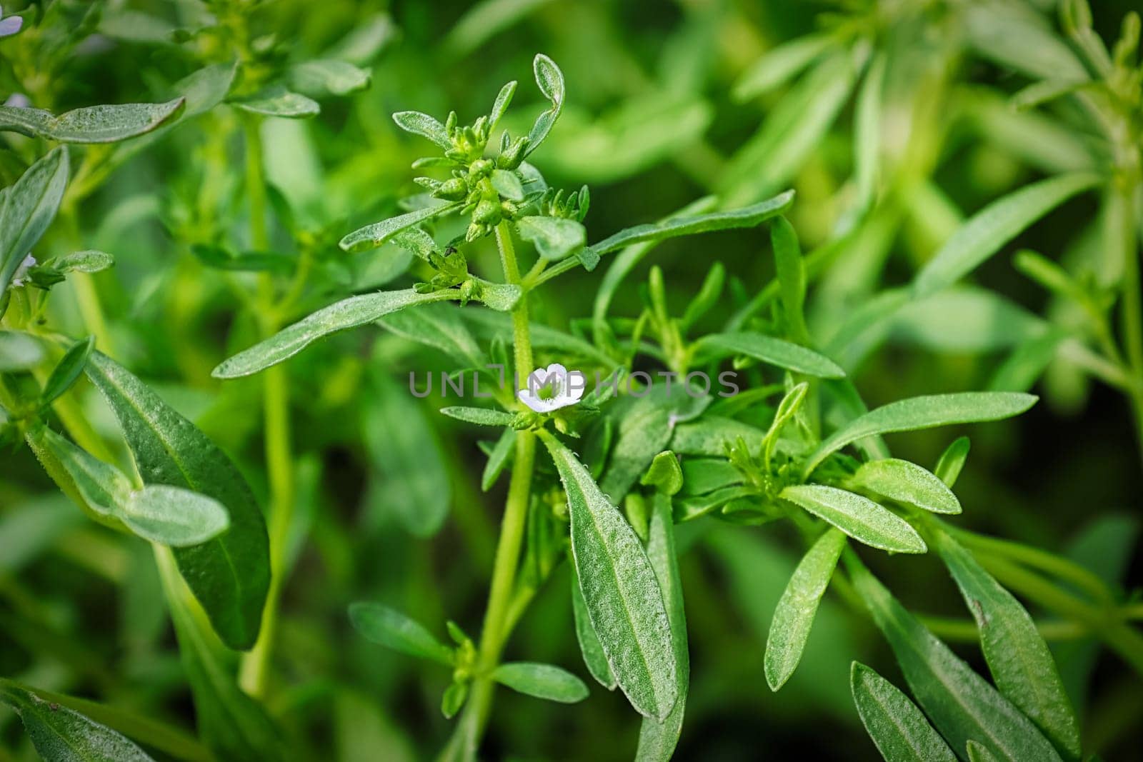 A delicate white flower blooming on a Summer Savory herb.