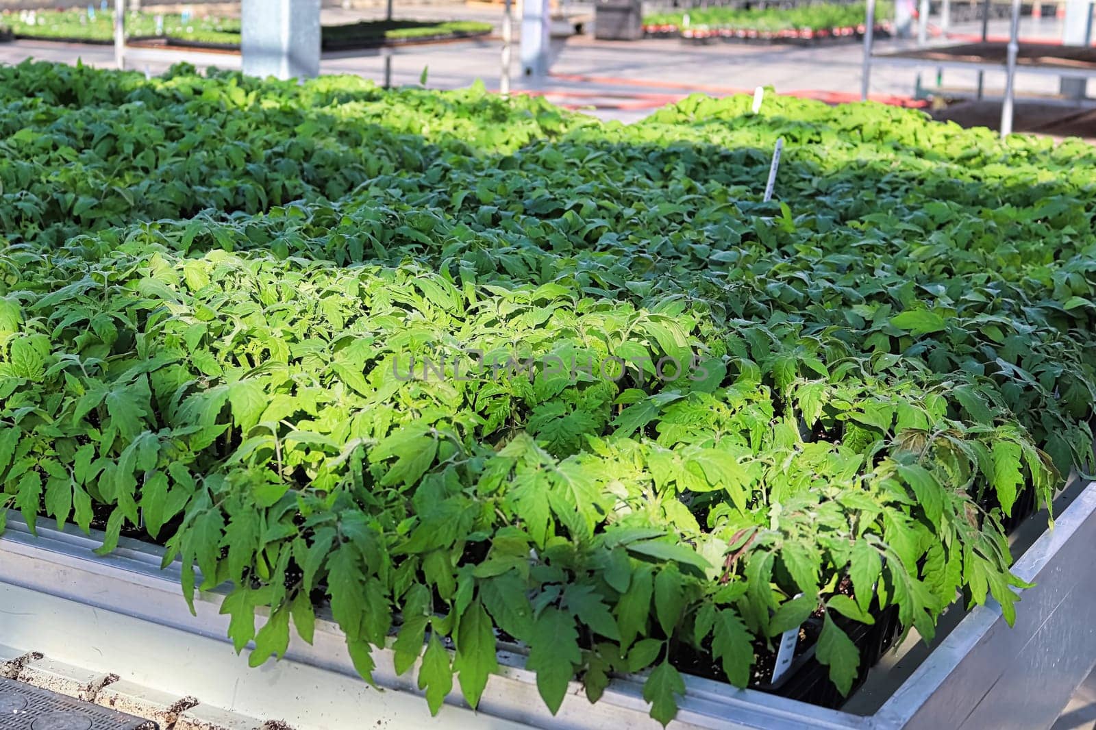 A table full of tomatoes growing in a greenhouse nursery.