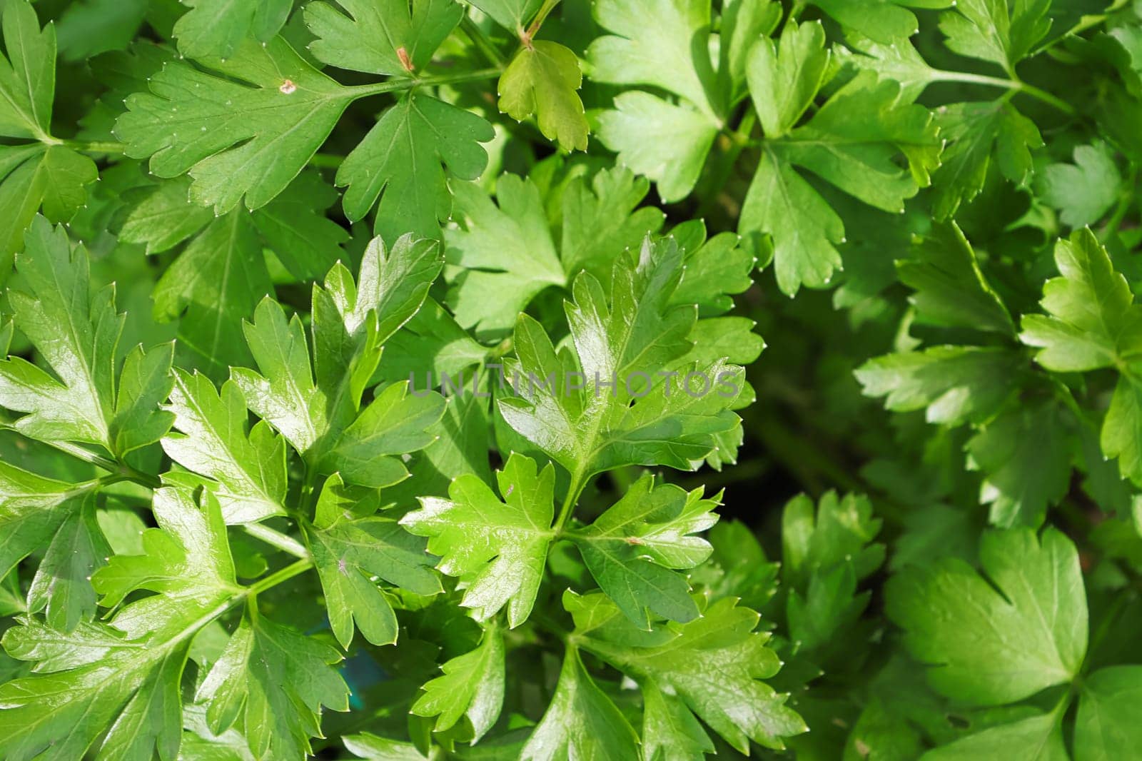 Mcaro background of fresh green parsley leaves.