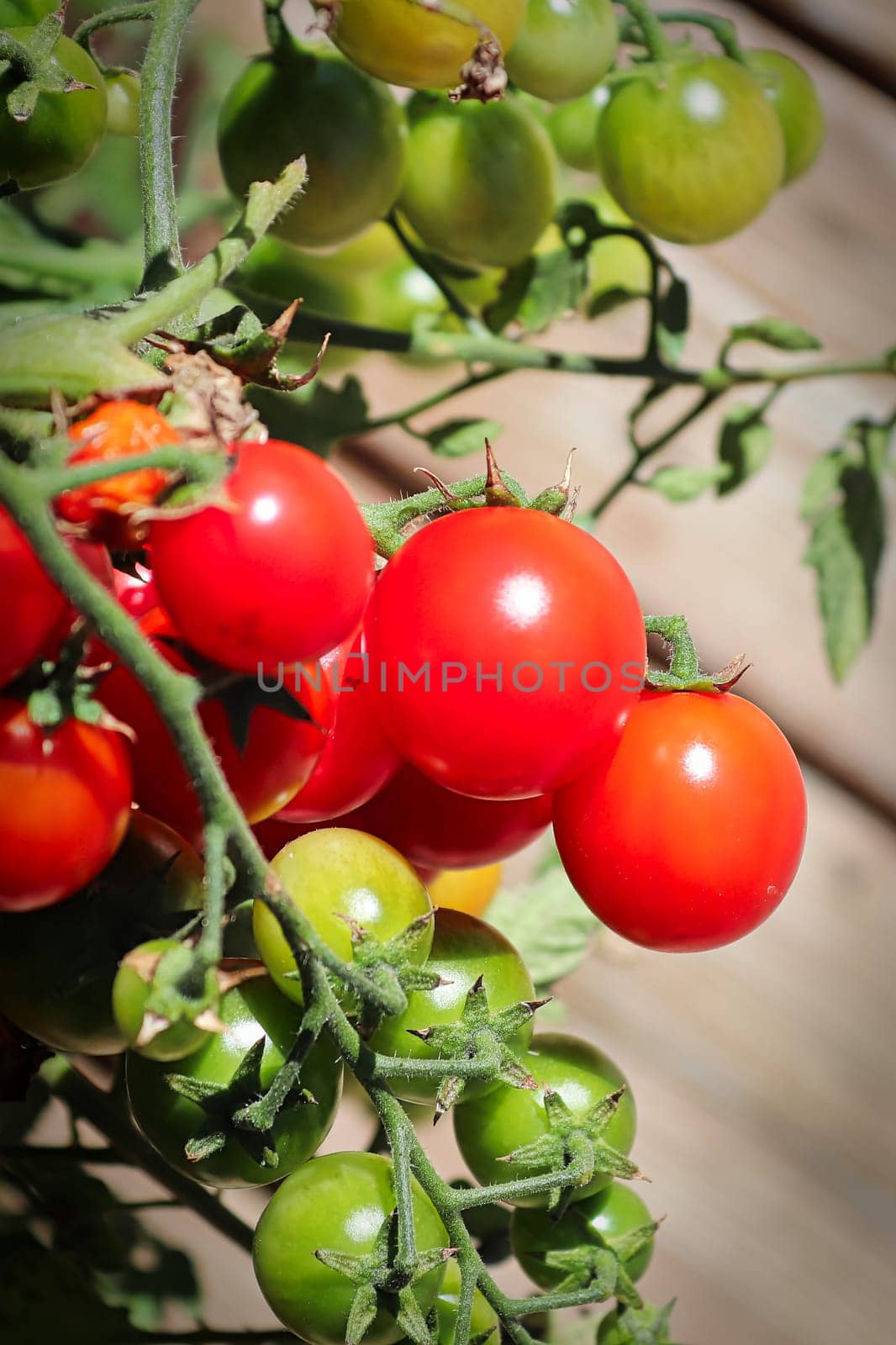 Vertical photo of clusters of tomatoes in various stages of ripeness.
