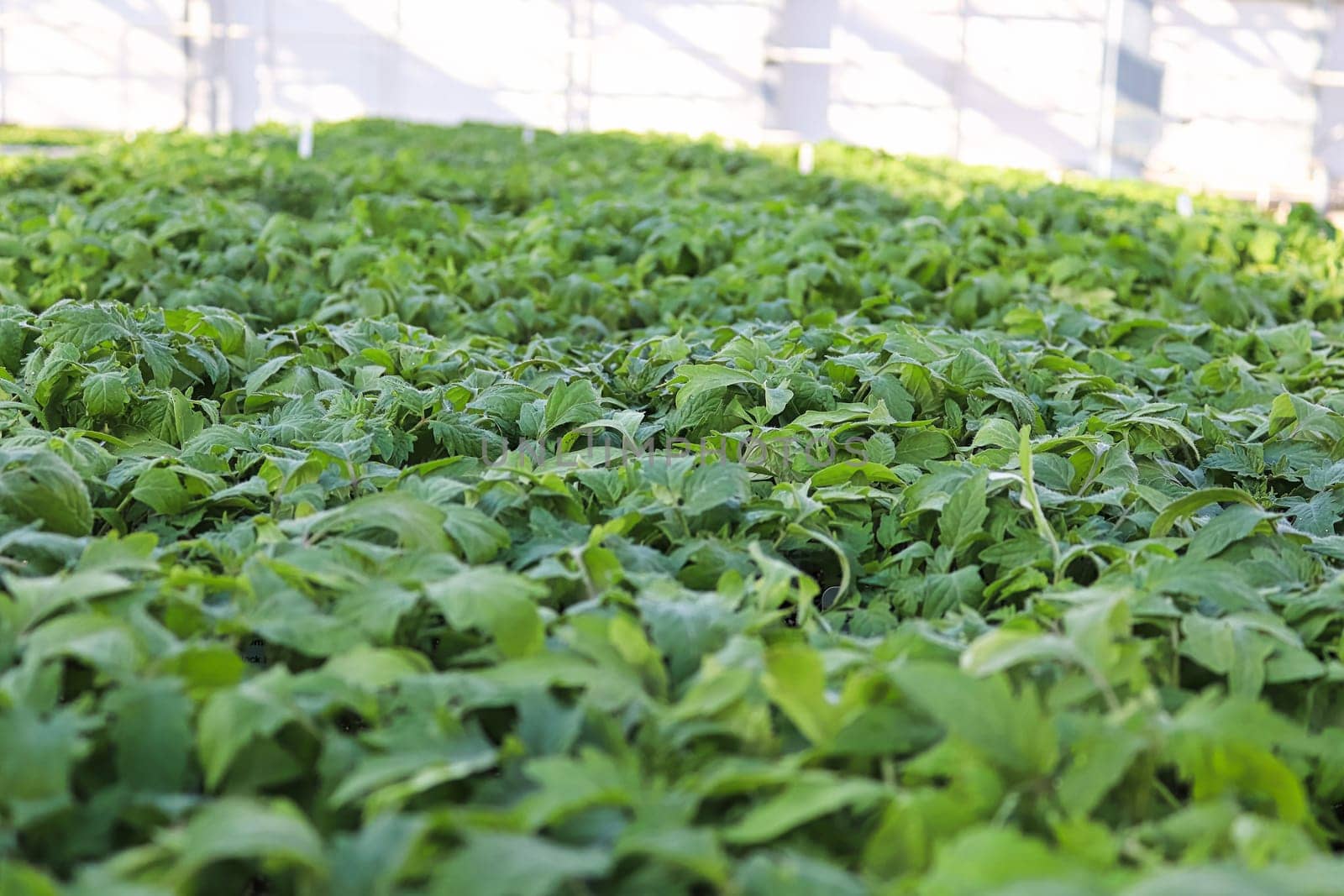 A long table view of tomato seedlings in a hothouse.