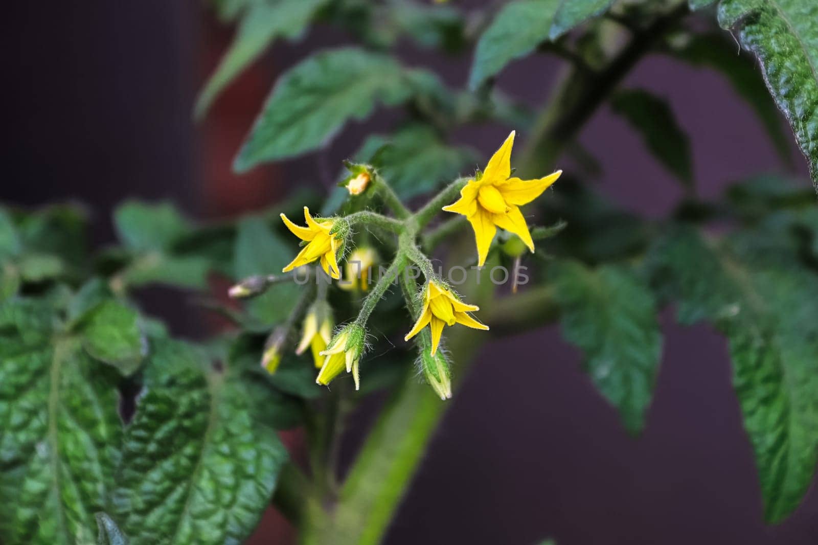 Macro view of yellow tomato blossoms in the spring.
