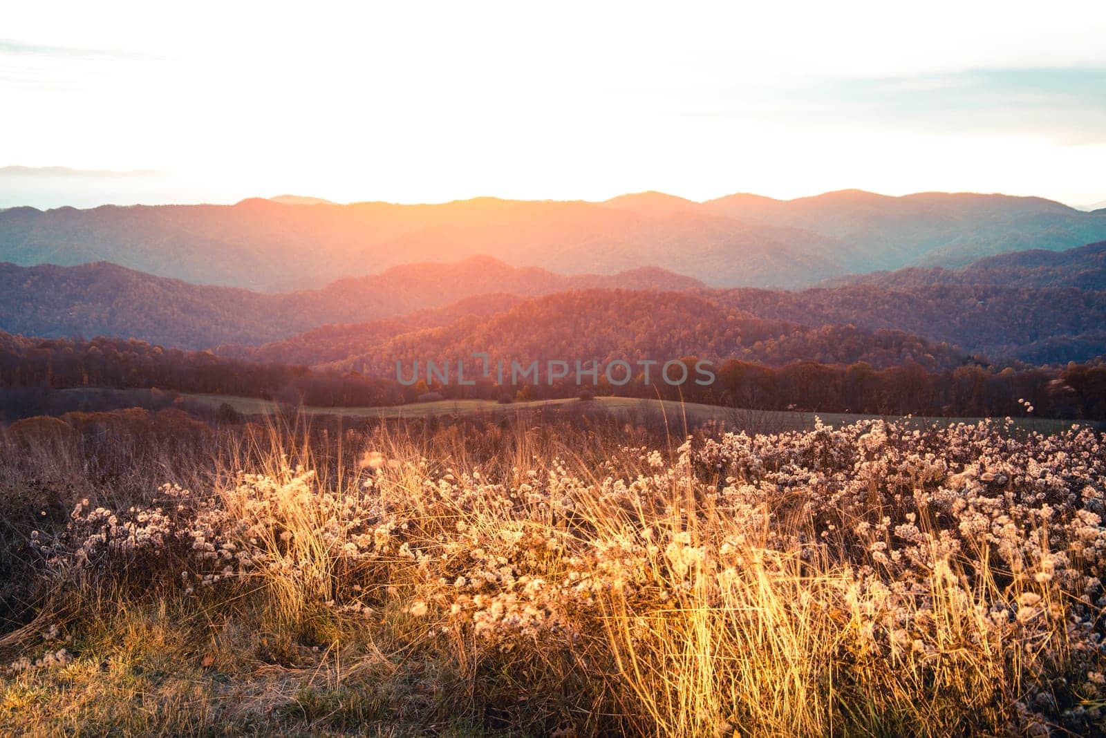 adobe,dreamstime,deposit,shutterstock,istock,alamy,500 px,panther