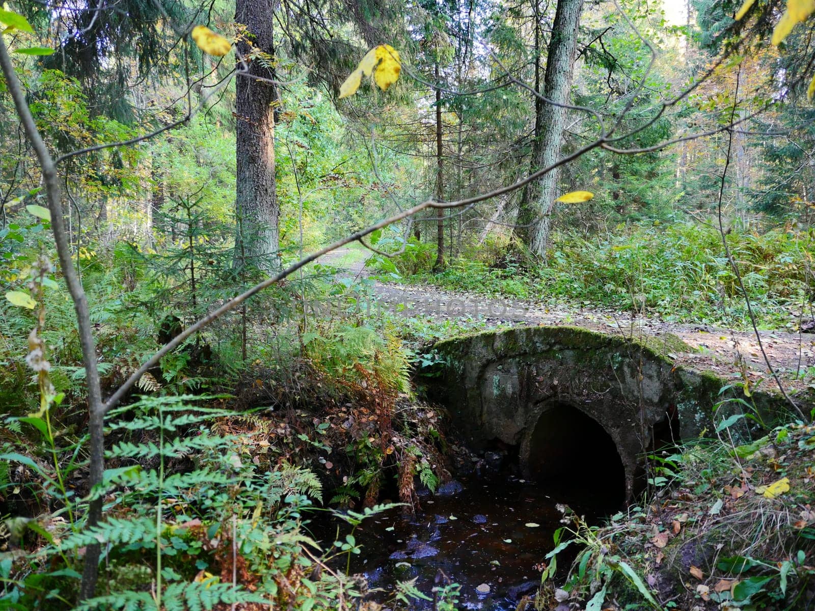 autumn forest landscape with old bridge in the foreground