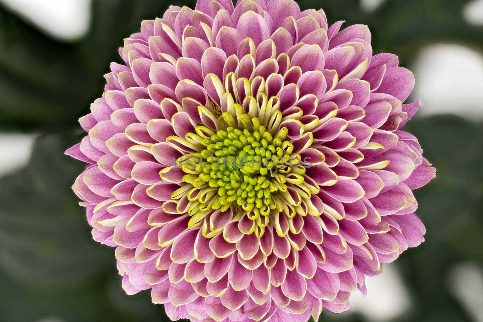 Chrysanthemum Pink Macro, close up and studio shot of beautiful Flower head