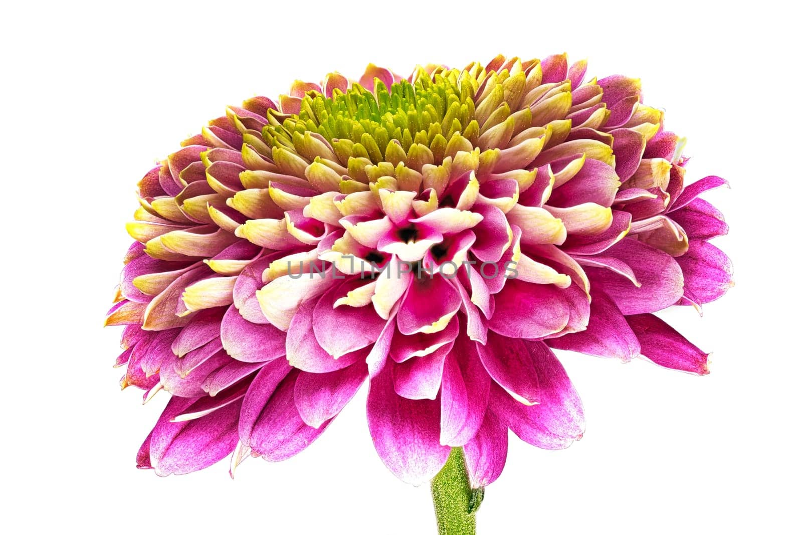 Chrysanthemum Pink Macro, close up and studio shot of beautiful Flower head