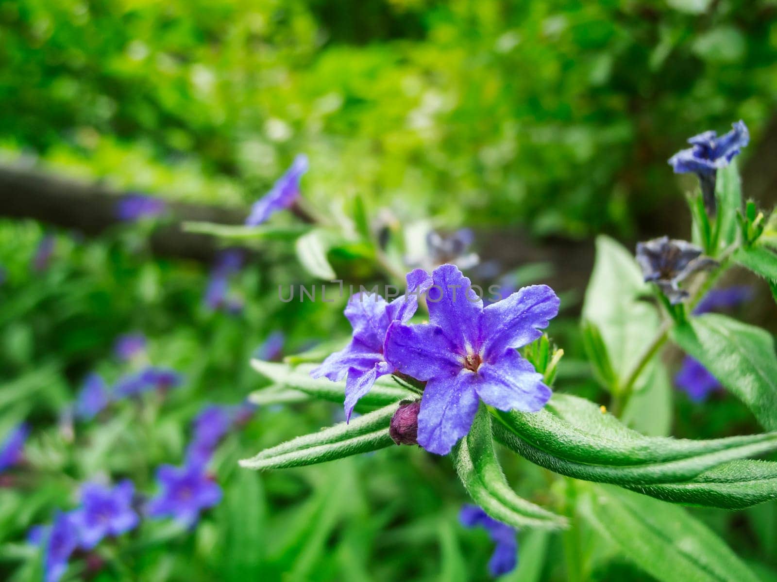 Aegonychon purpurocaeruleum _ Blauroter Steinsame by FotoAndy