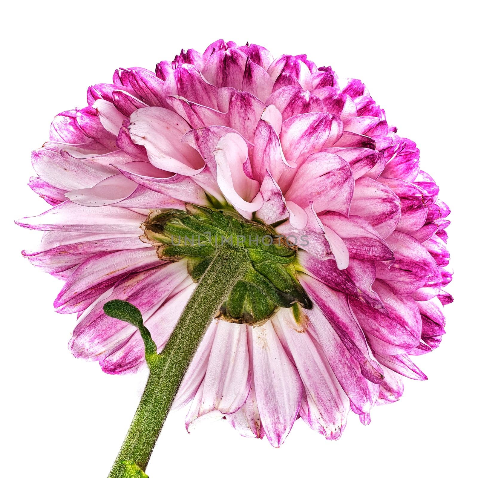 Chrysanthemum Ping Pong, close up of beautiful flower