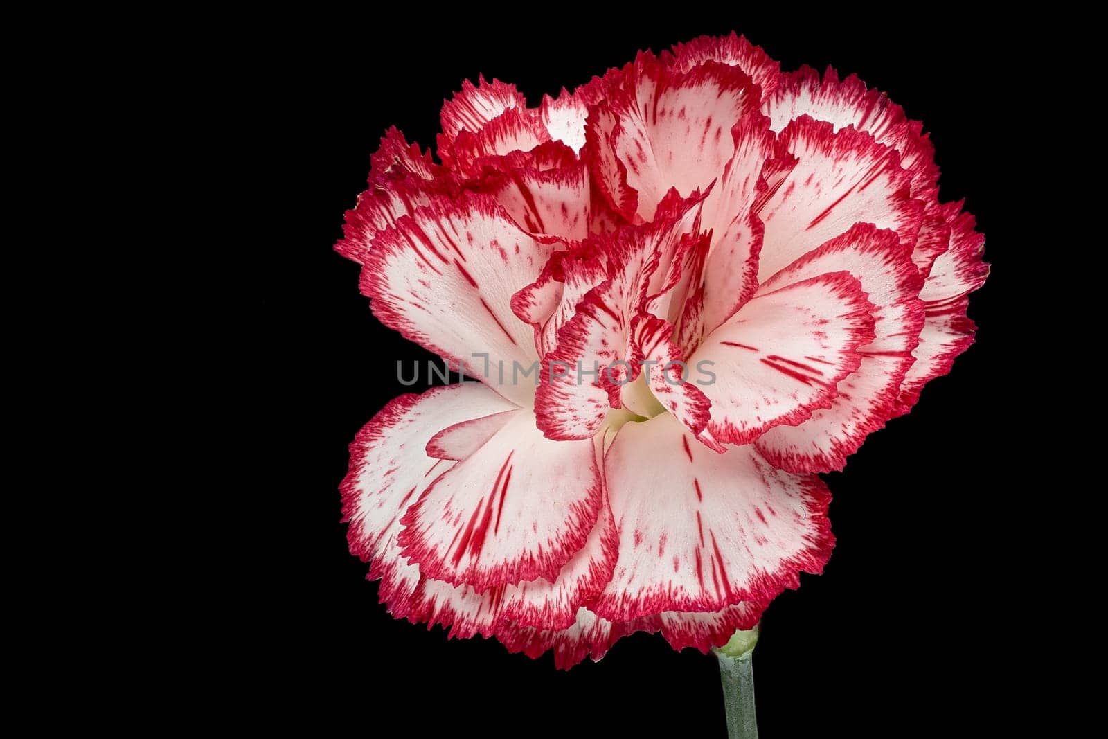 Carnation, close up of beautiful flower with black background