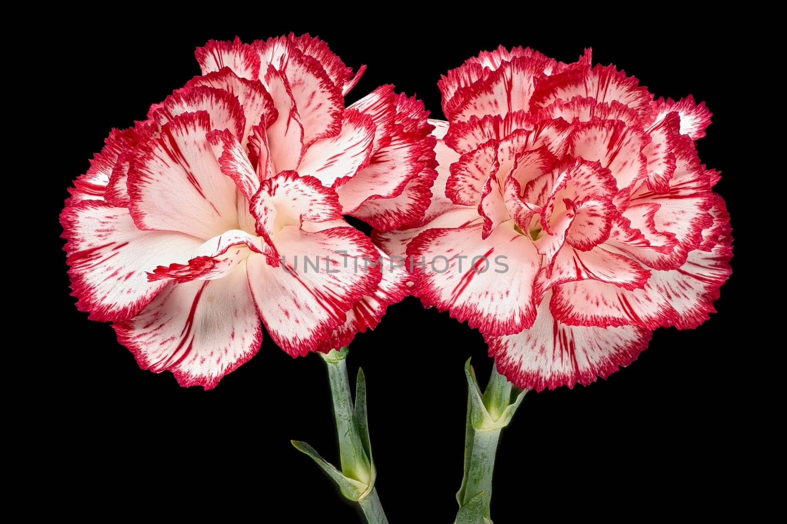 Carnation, close up of beautiful flower with black background