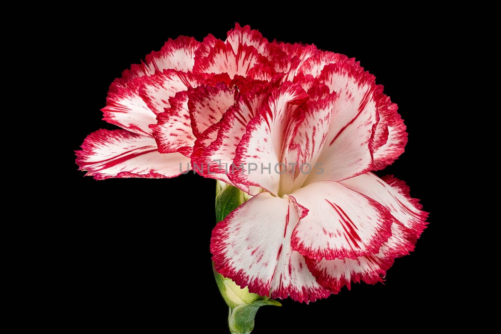 Carnation, close up of beautiful flower with black background