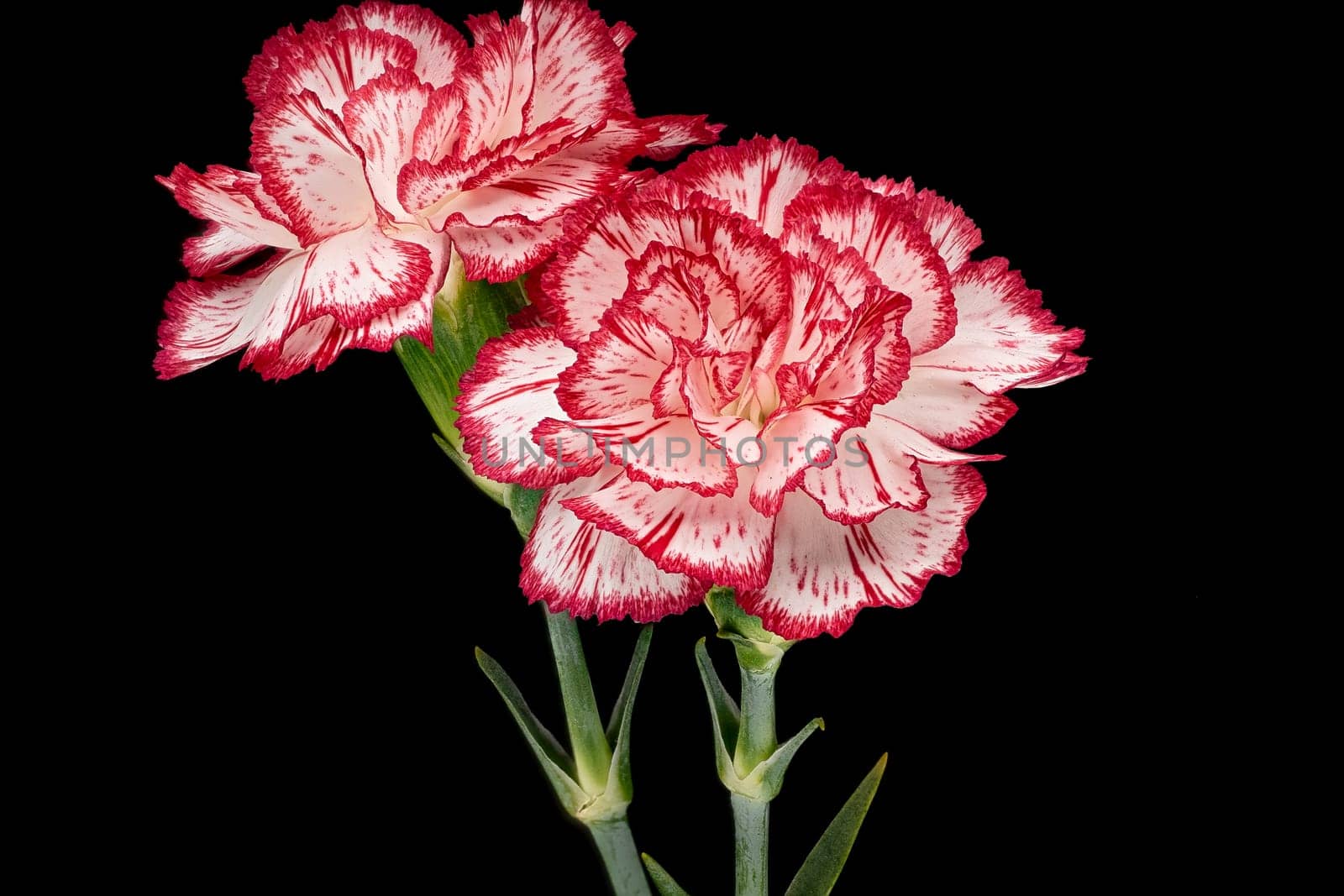 Carnation, close up of beautiful flower with black background
