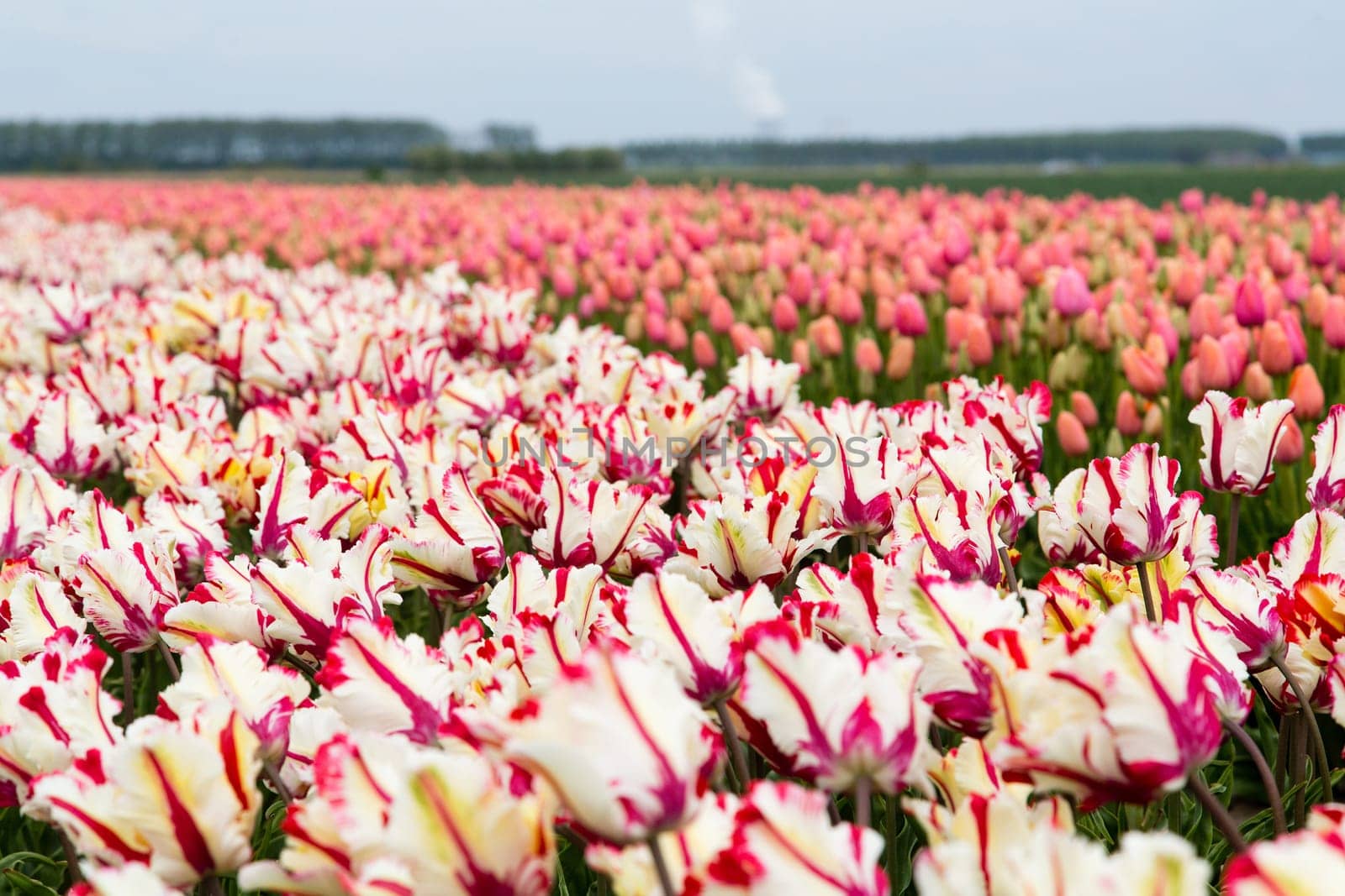 Colorful field of tulips in the Netherlands