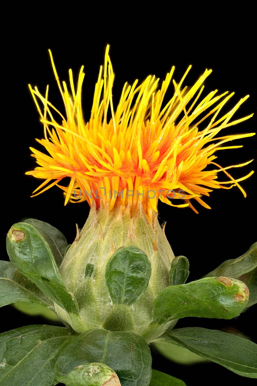 Safflower Close Up, flower head with black background