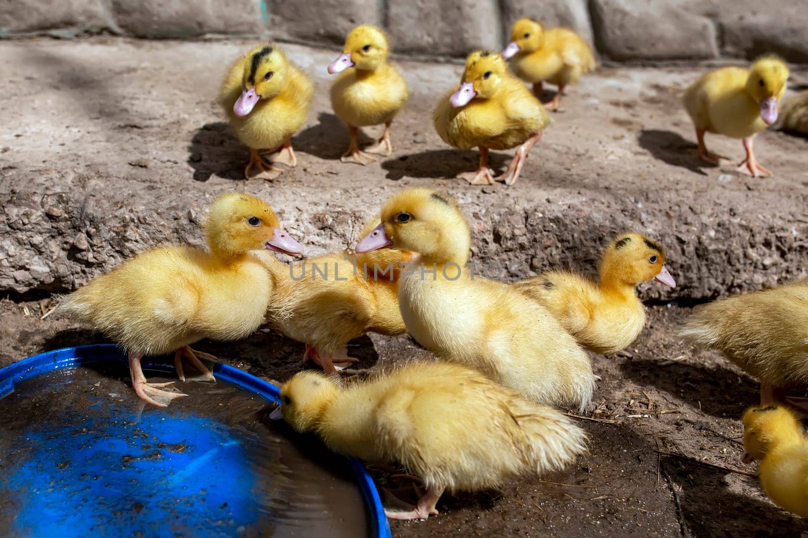 A group of ducklings. Cute beautiful yellow ducklings drink water and walk outdoors. Young birds. Agriculture, poultry. Household. Growing poultry at home.