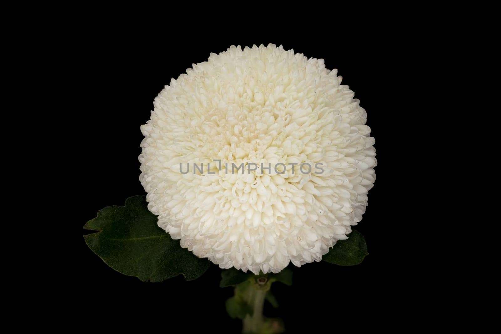 Chrysanthemum Ping Pong White, close up of beautiful flower