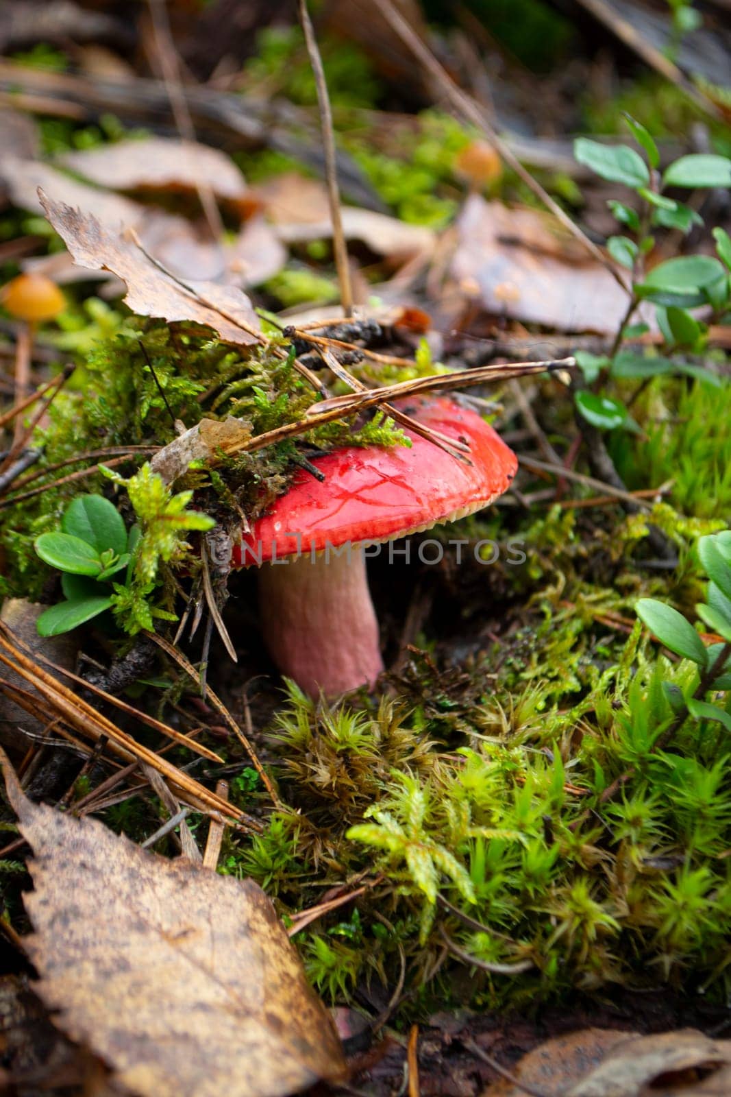 Natural raw pink or red russula emetica in wild forest. Vertical image