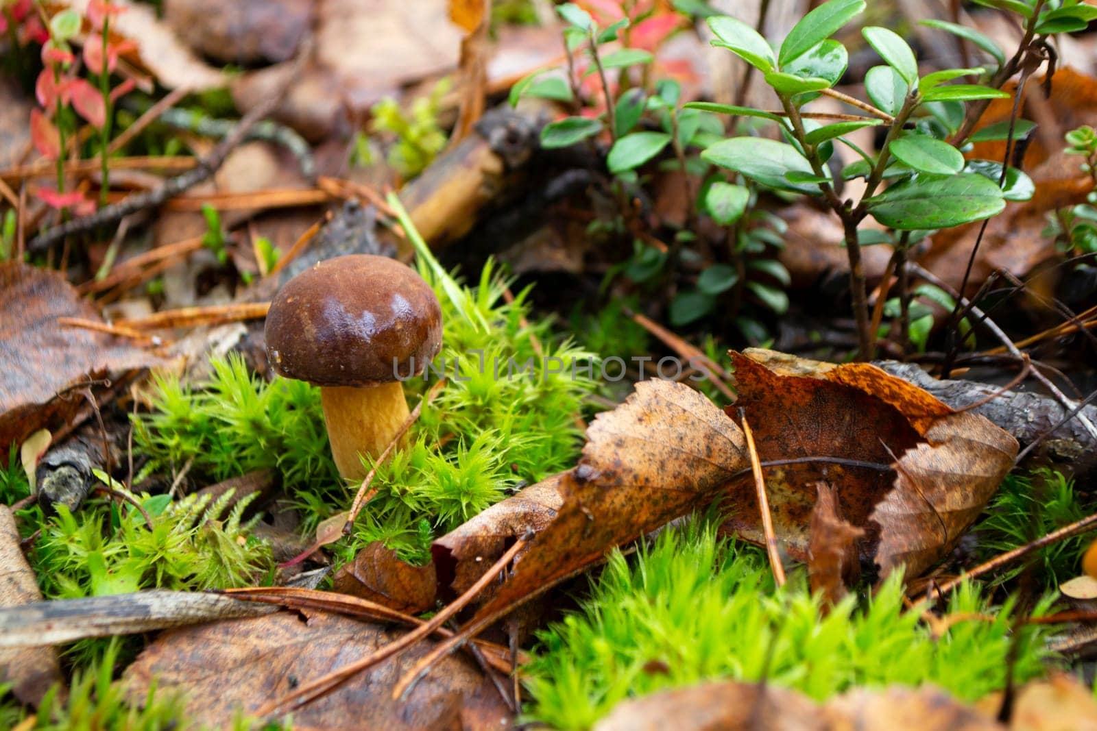 Mushroom xerocomus badius in the wild forest on the moss, Belarus
