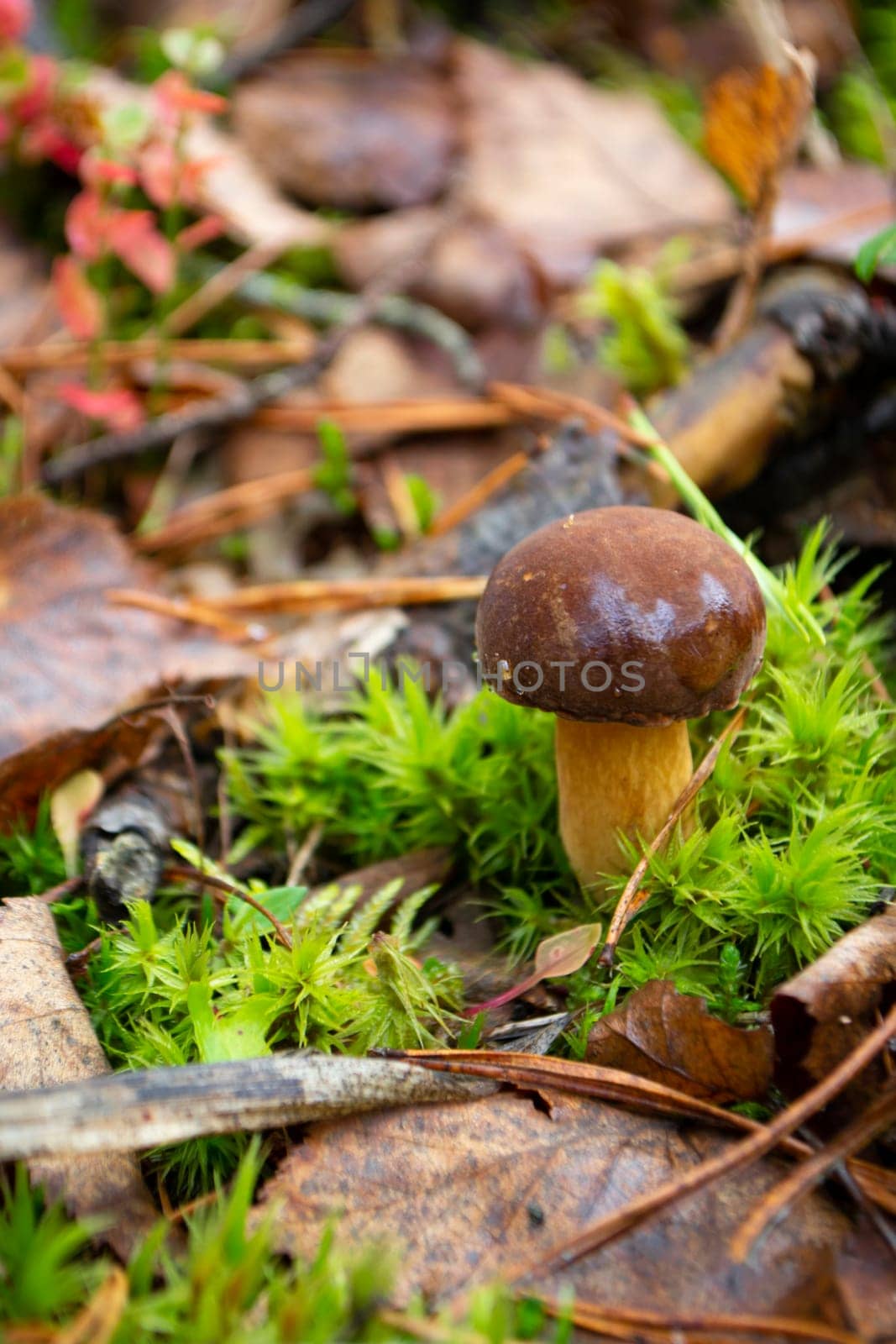 young bay bolete Boletus badius or Xerocomus badius, edible mushroom of Belarus