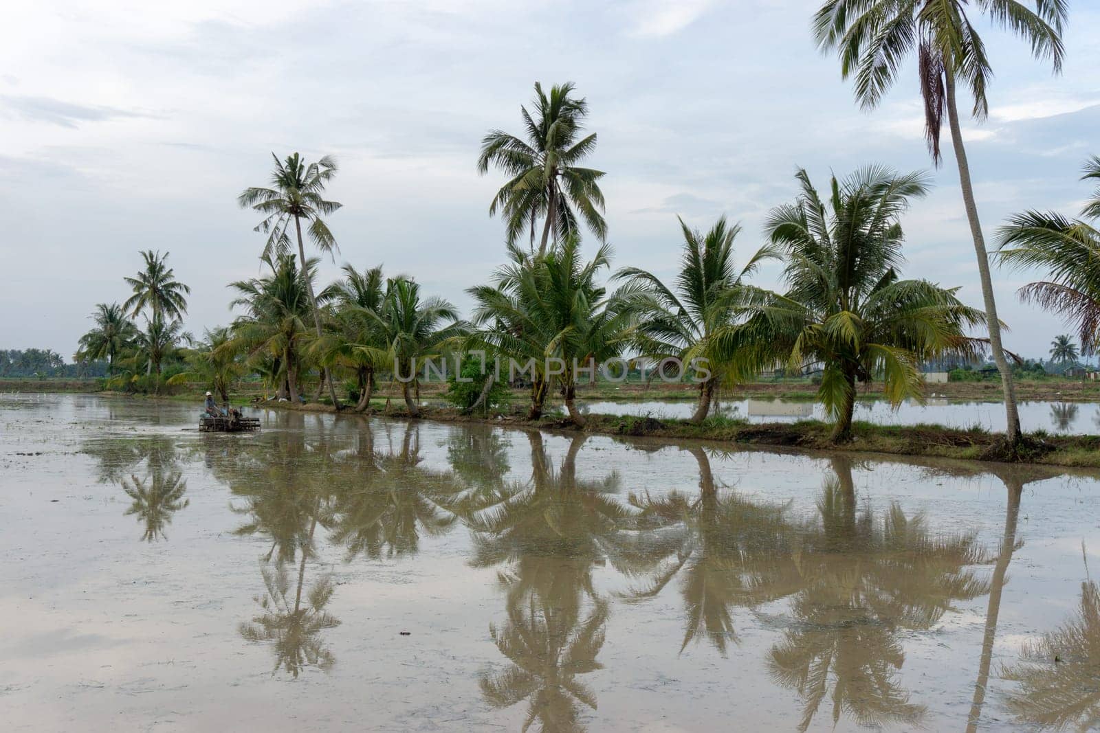 Sungai Udang, Penang/Malaysia - Mar 05 2017: Malays farmer use tractor plowing.