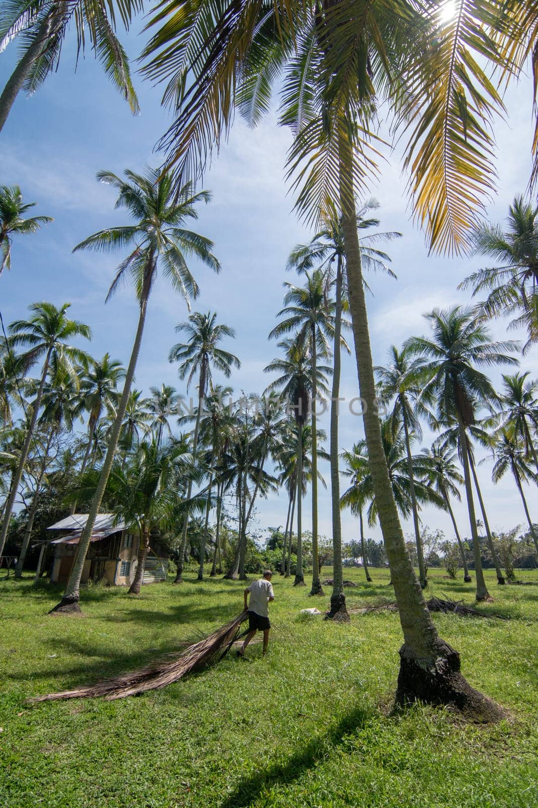 Penaga, Penang/Malaysia - Mar 04 2017: A man remove the leave of coconut drop in coconut plantation.